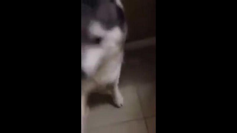 Ох уж эти Хаски