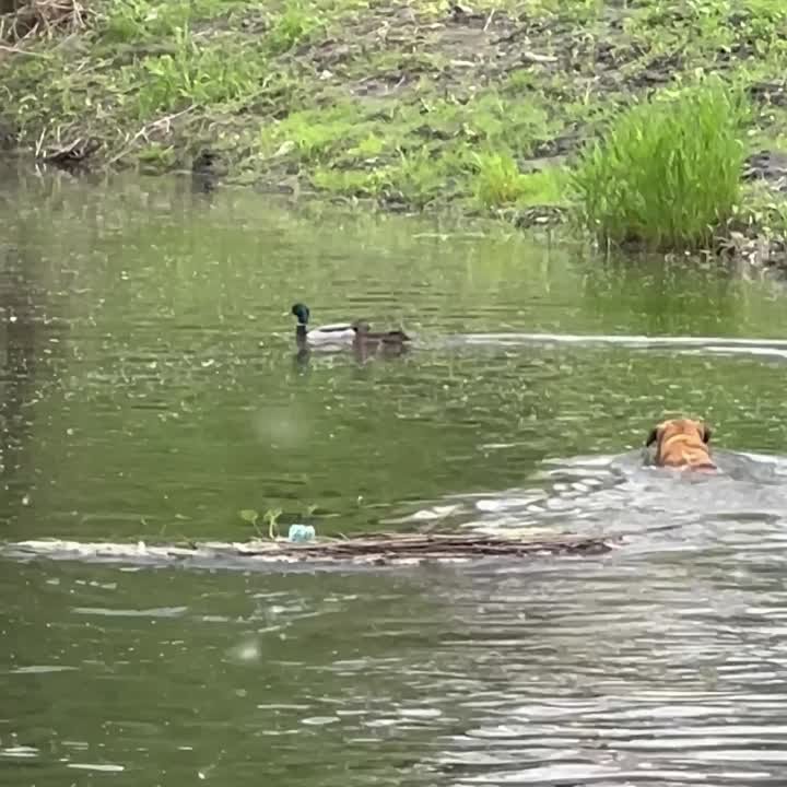 Михайловский район