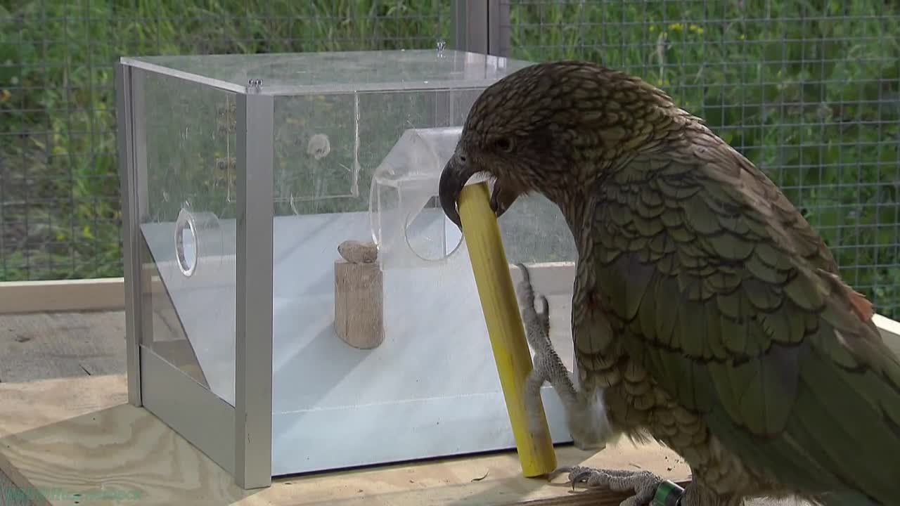 «Животный МИР» №2