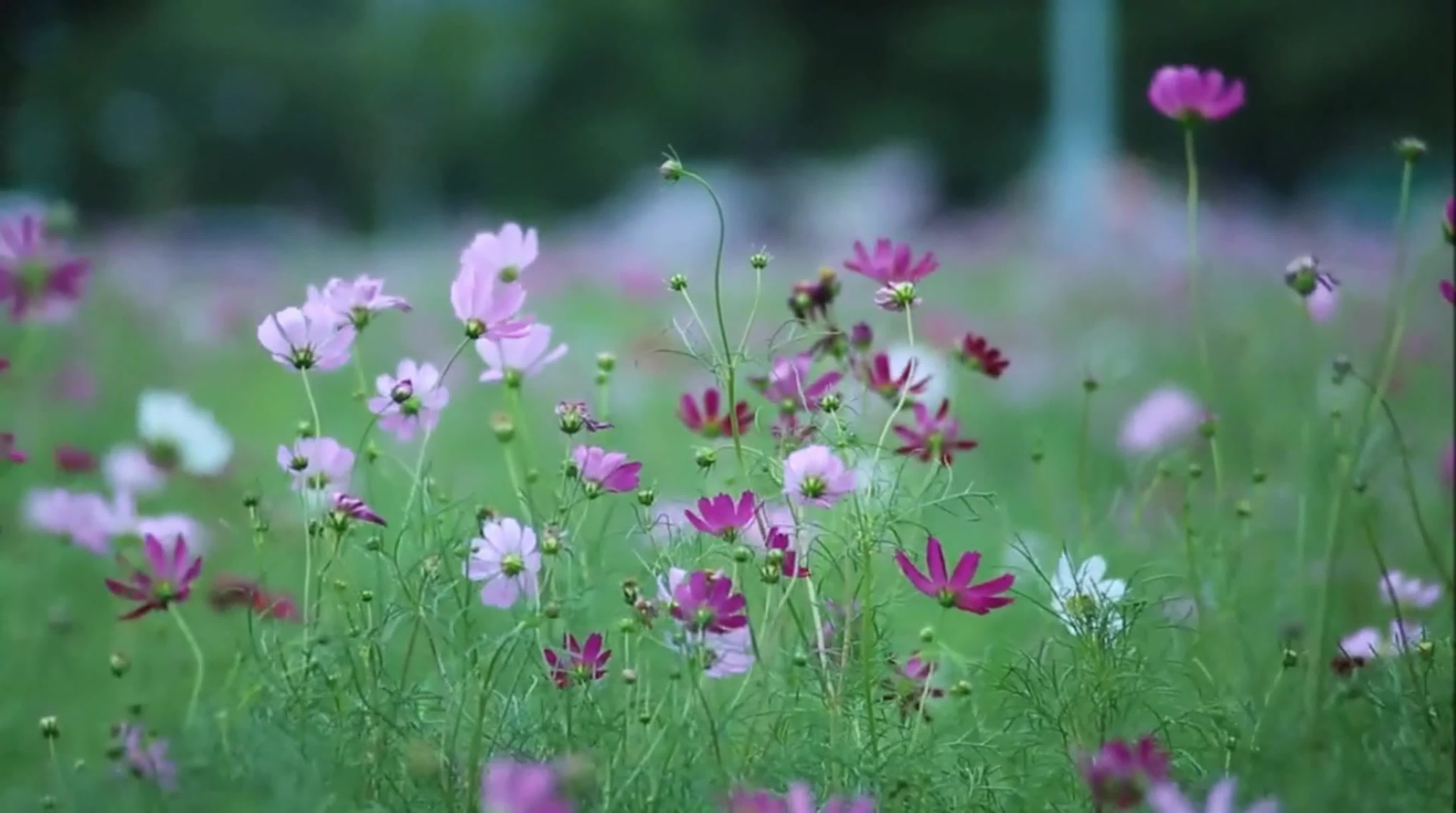 Голубь мира