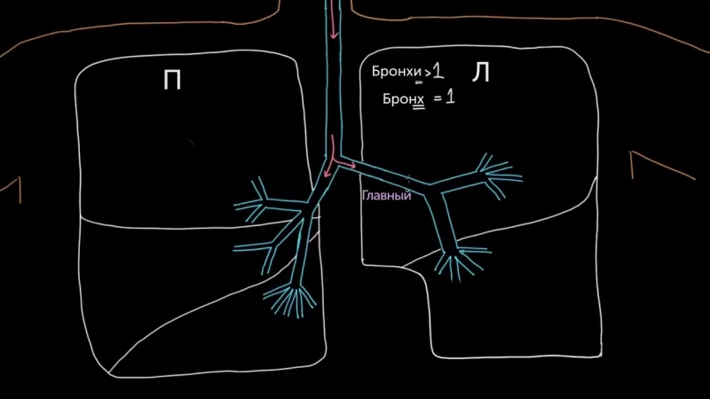 ЗДОРОВЬЕ. АНАТОМИЯ.