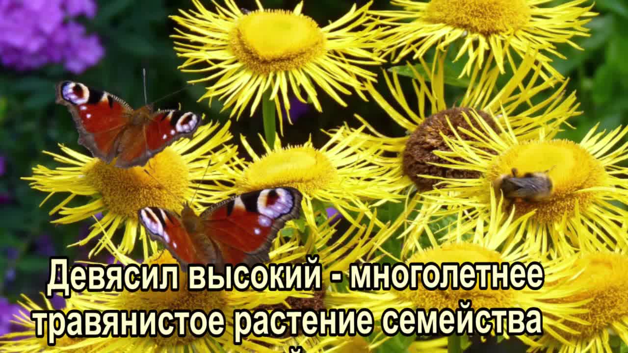 ЗДОРОВЬЕ. ДЕВЯСИЛ.