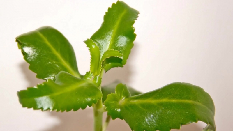 ЗДОРОВЬЕ.  КАЛАНХОЕ.