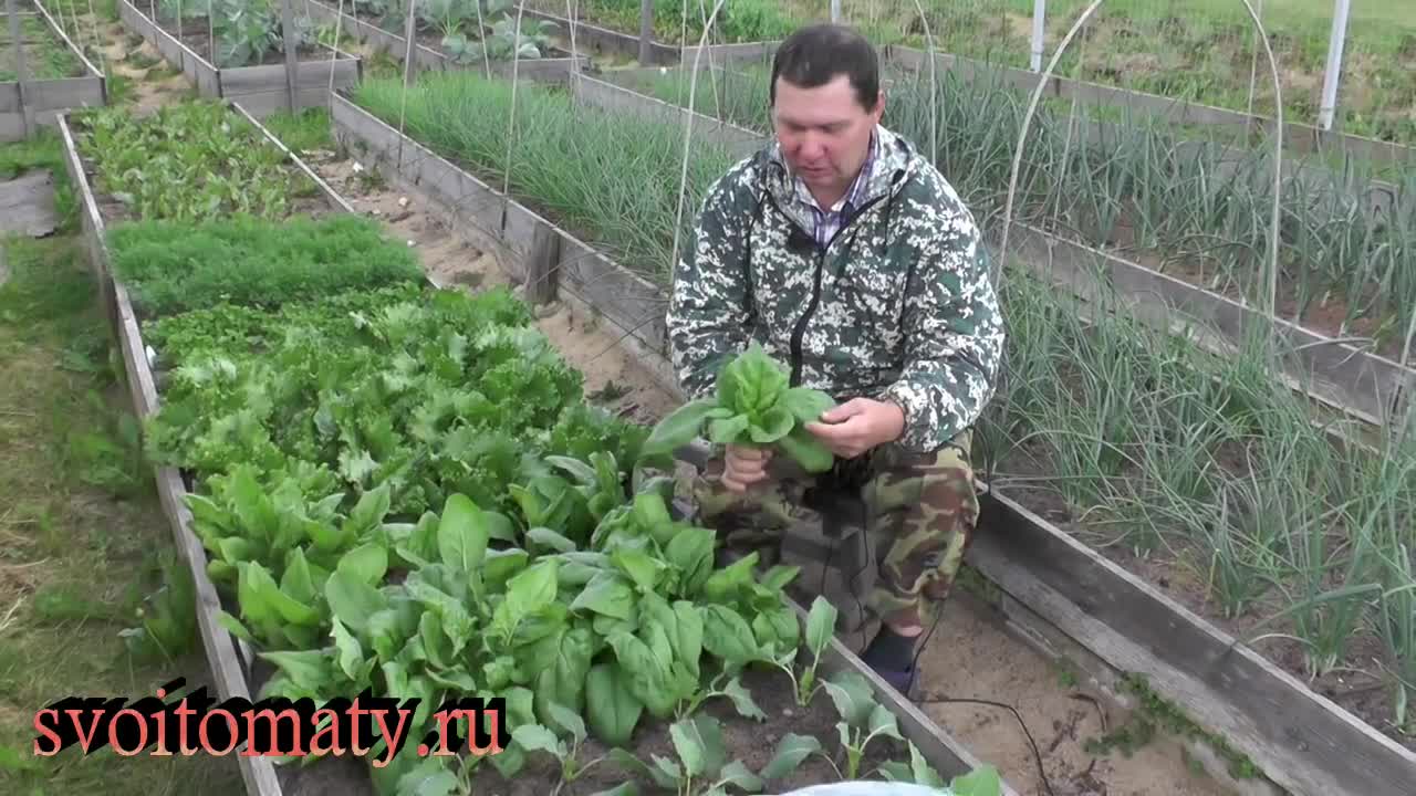 ЗДОРОВЬЕ. ШПИНАТ.