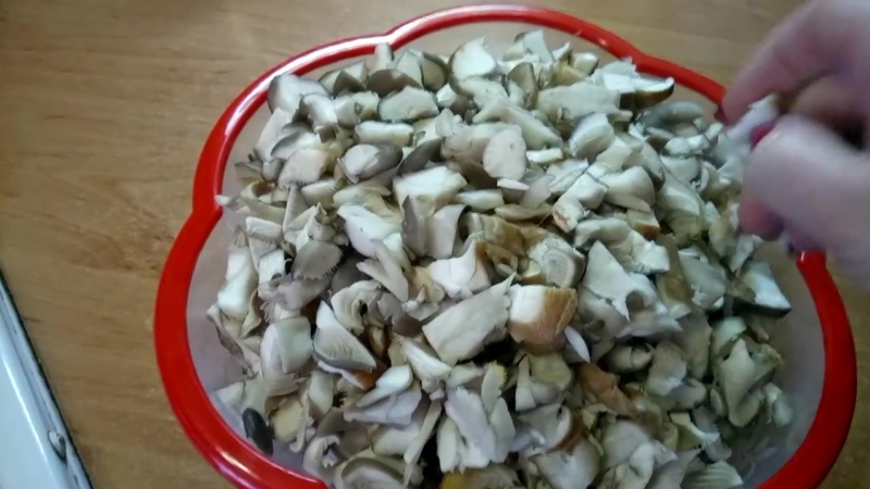 ПИТАНИЕ.  ГРИБЫ.