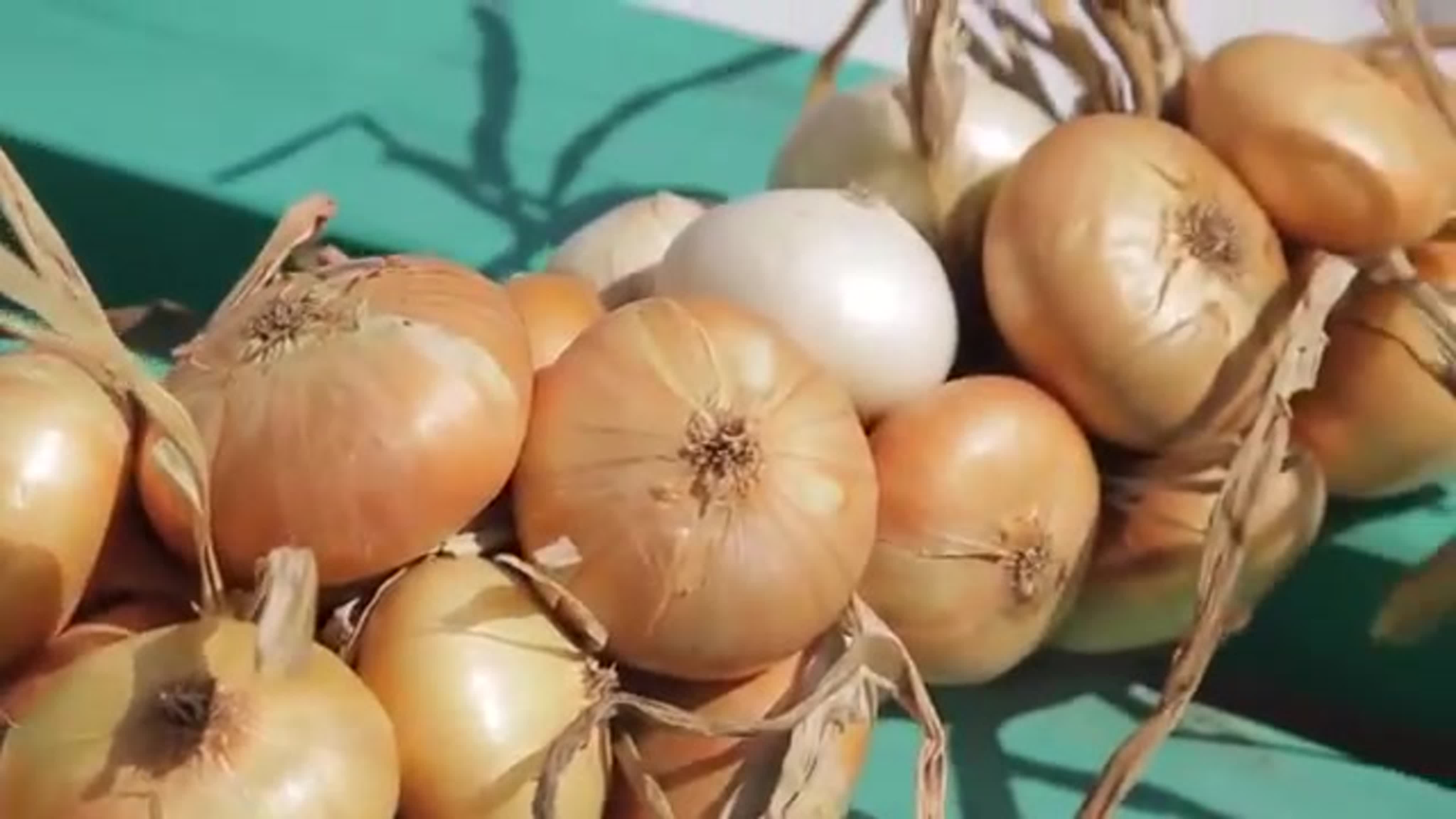 ПИТАНИЕ. ЛУК.