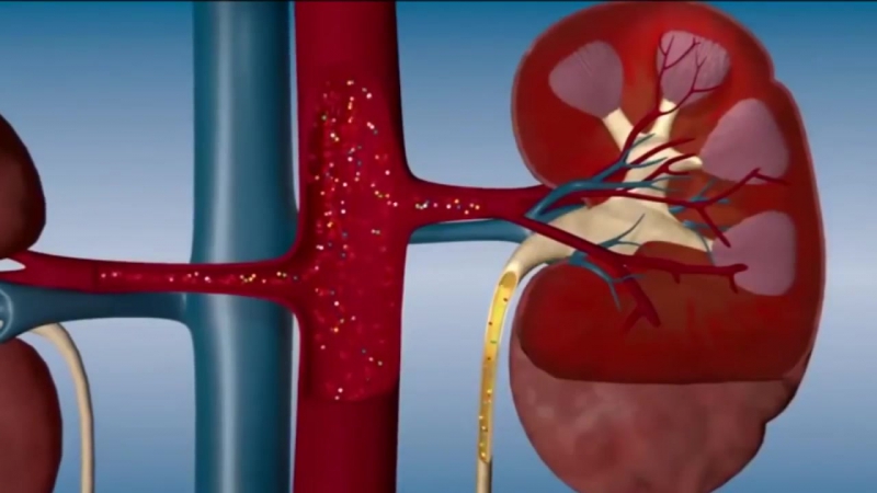 ПИТАНИЕ. НАПИТКИ. ПИВО.