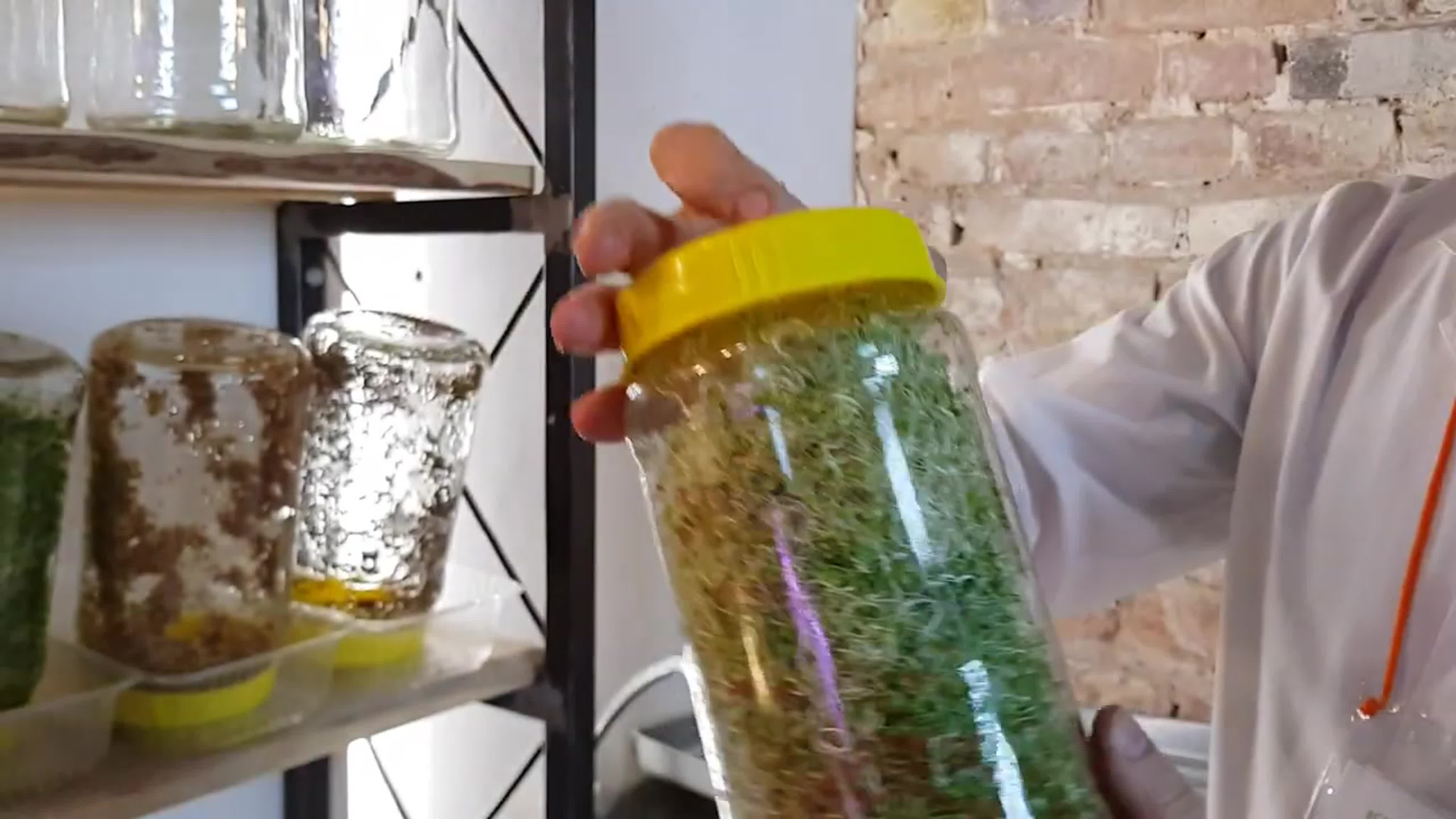 ПИТАНИЕ. ПРОРАЩИВАНИЕ.