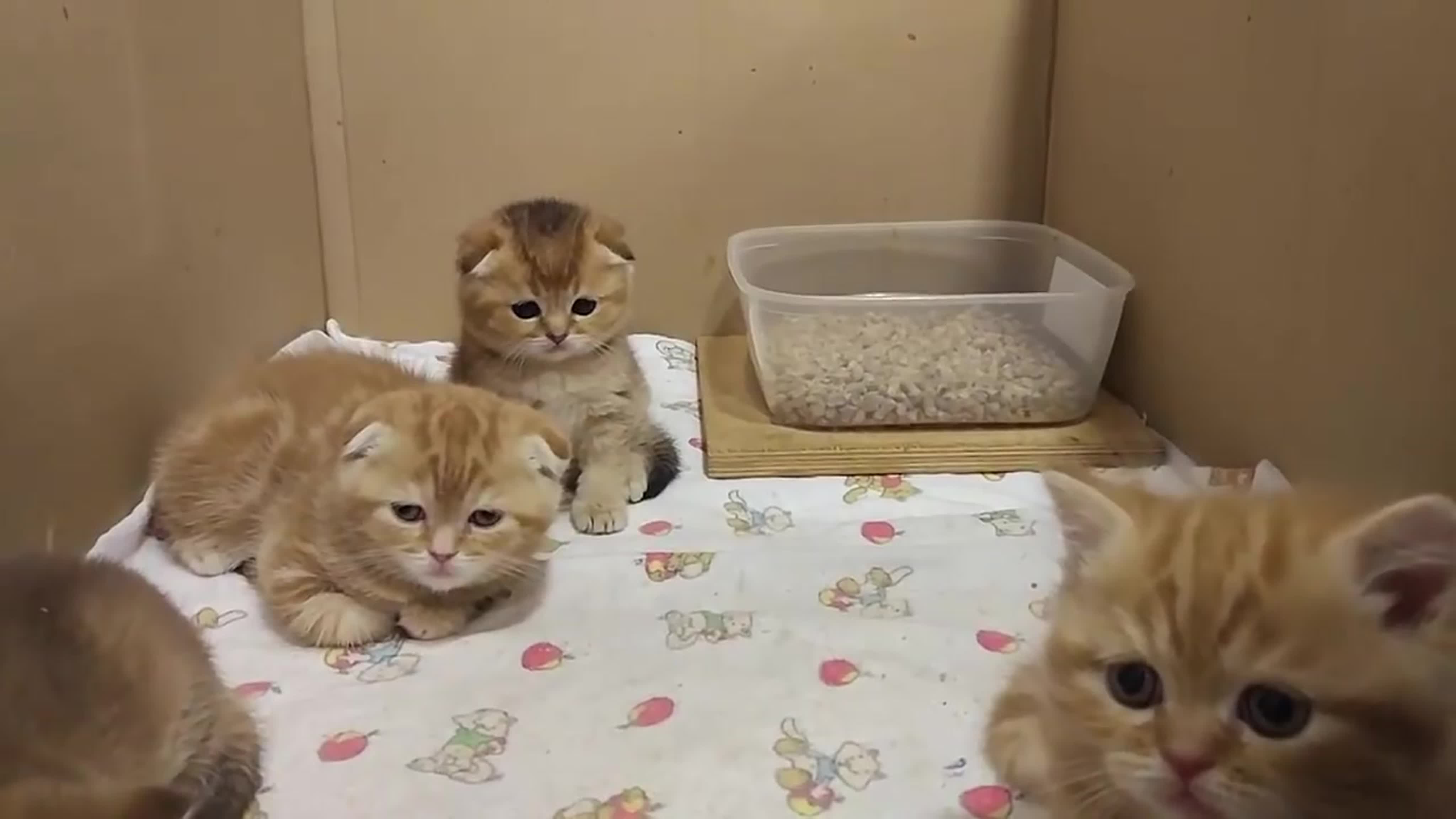 РАБОТА. БИЗНЕС. КОШКА ЖОФФРУА.