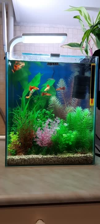 РАЗВЛЕЧЕНИЯ. АКВАРИУМ.