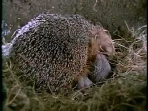 РАЗВЛЕЧЕНИЯ. ФИЛЬМЫ ЗАПРЕЩЕННЫЕ.