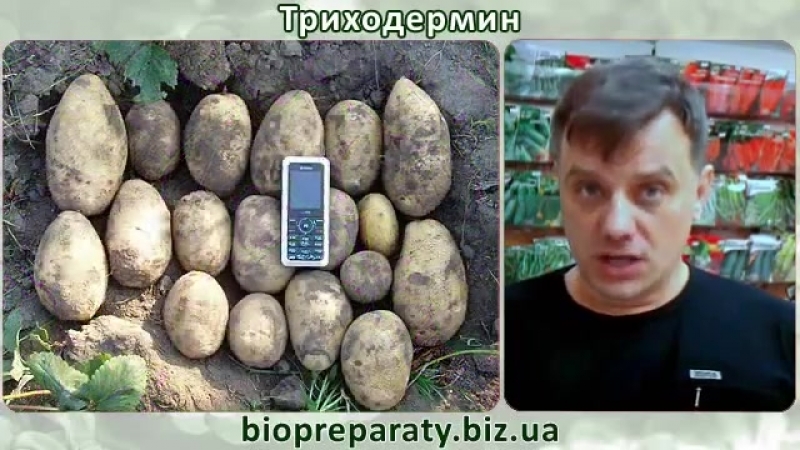 САД. ГЛИОКЛАДИН.