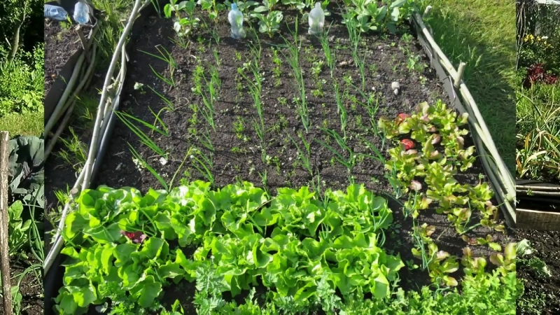 САД. ГРЯДКИ  ВЫСОКИЕ.