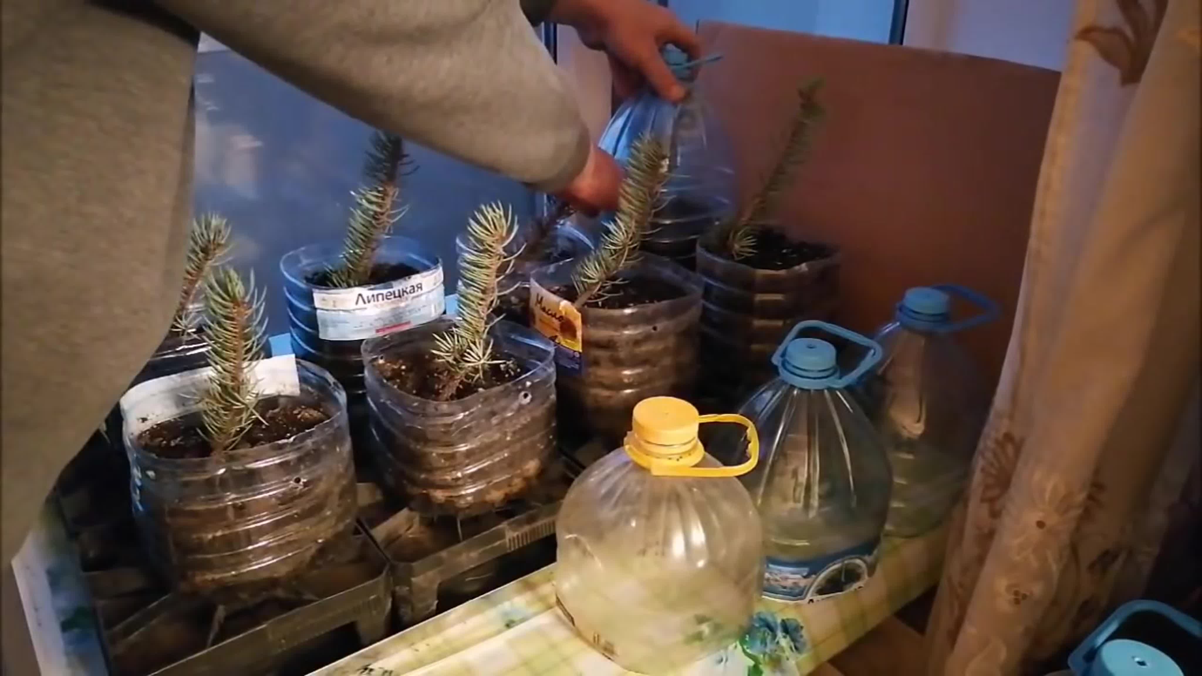 САД. ДЕРЕВЬЯ