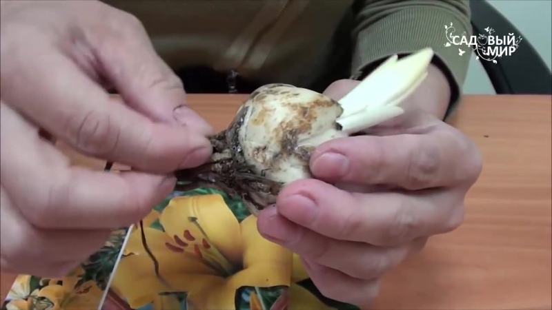 САД. ЛИЛИИ. ЛИЛЕЙНИКИ.