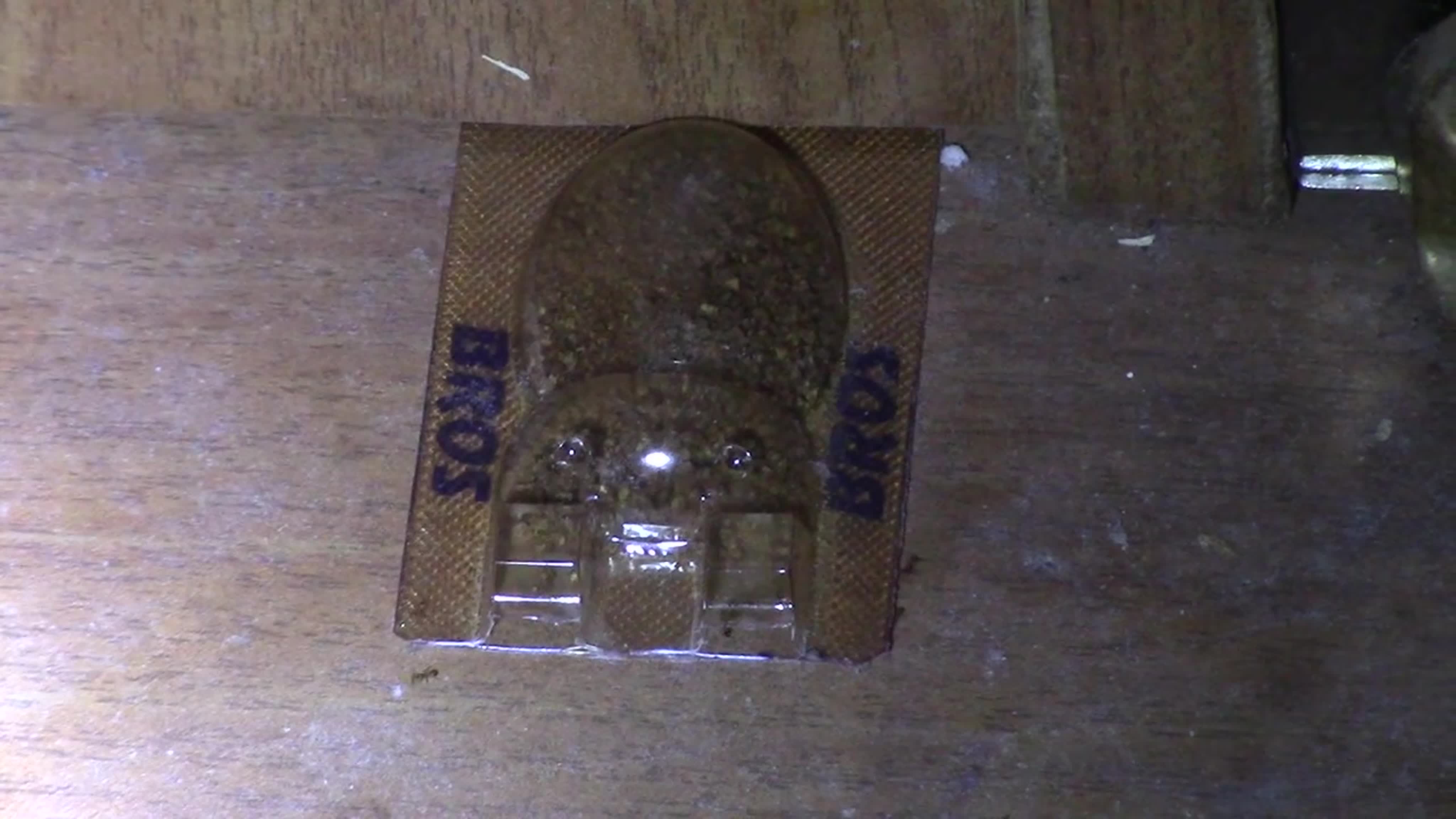 САД. МУРАВЬИ.