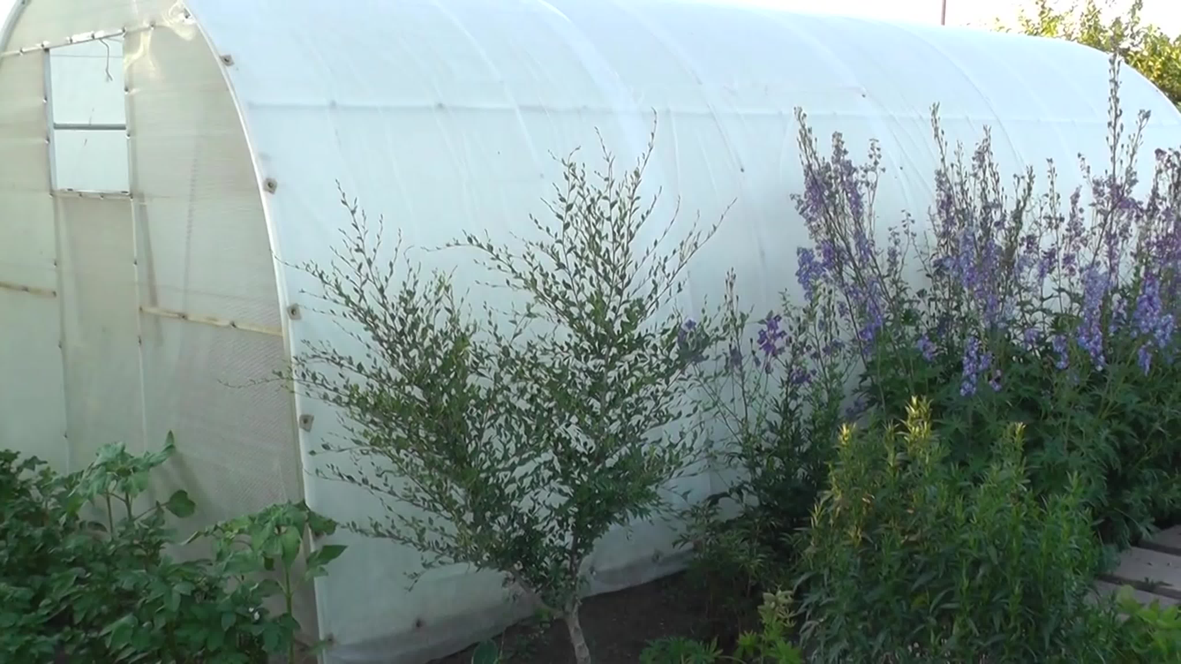 САД. ТЕПЛИЦА.