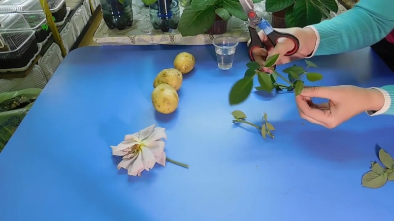 САД. ЧЕРЕНКОВАНИЕ.