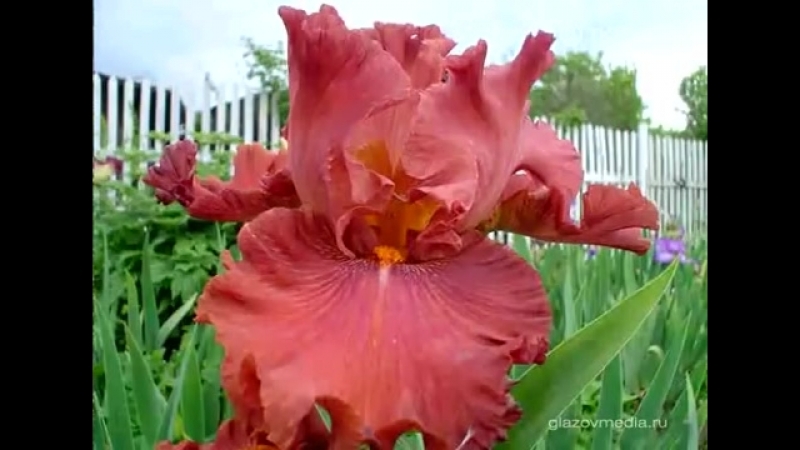 САД. ЦВЕТЫ САДОВЫЕ.