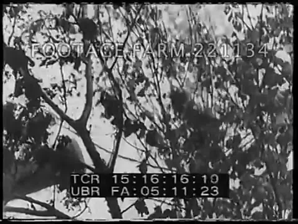 барбаросса