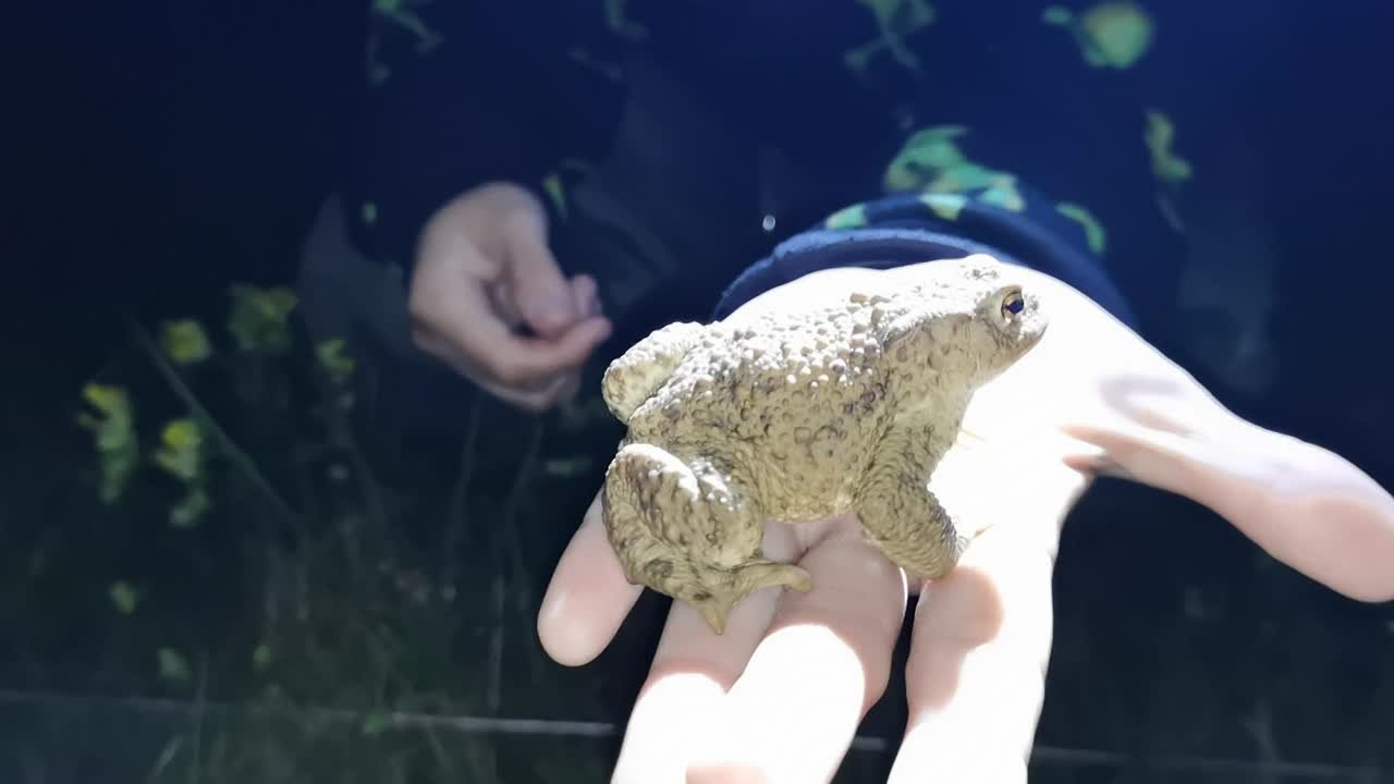 2023-07-27 - ФФ - четверг - лягушки