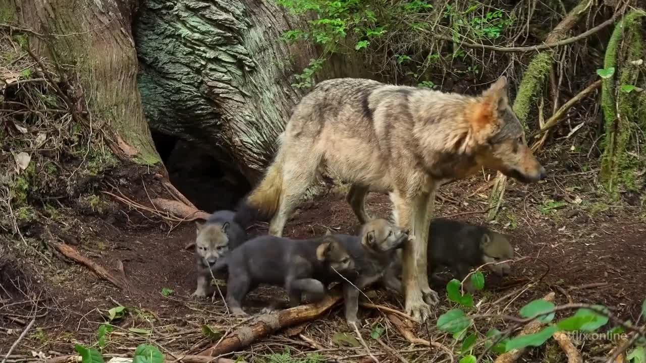 Волки острова Ванкувер