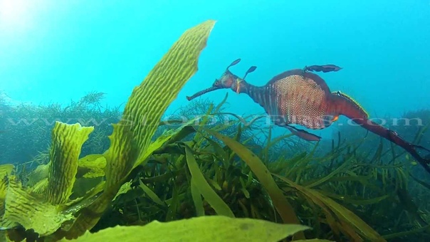 Разные животные