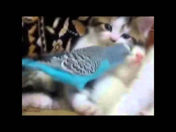 Смешные коты