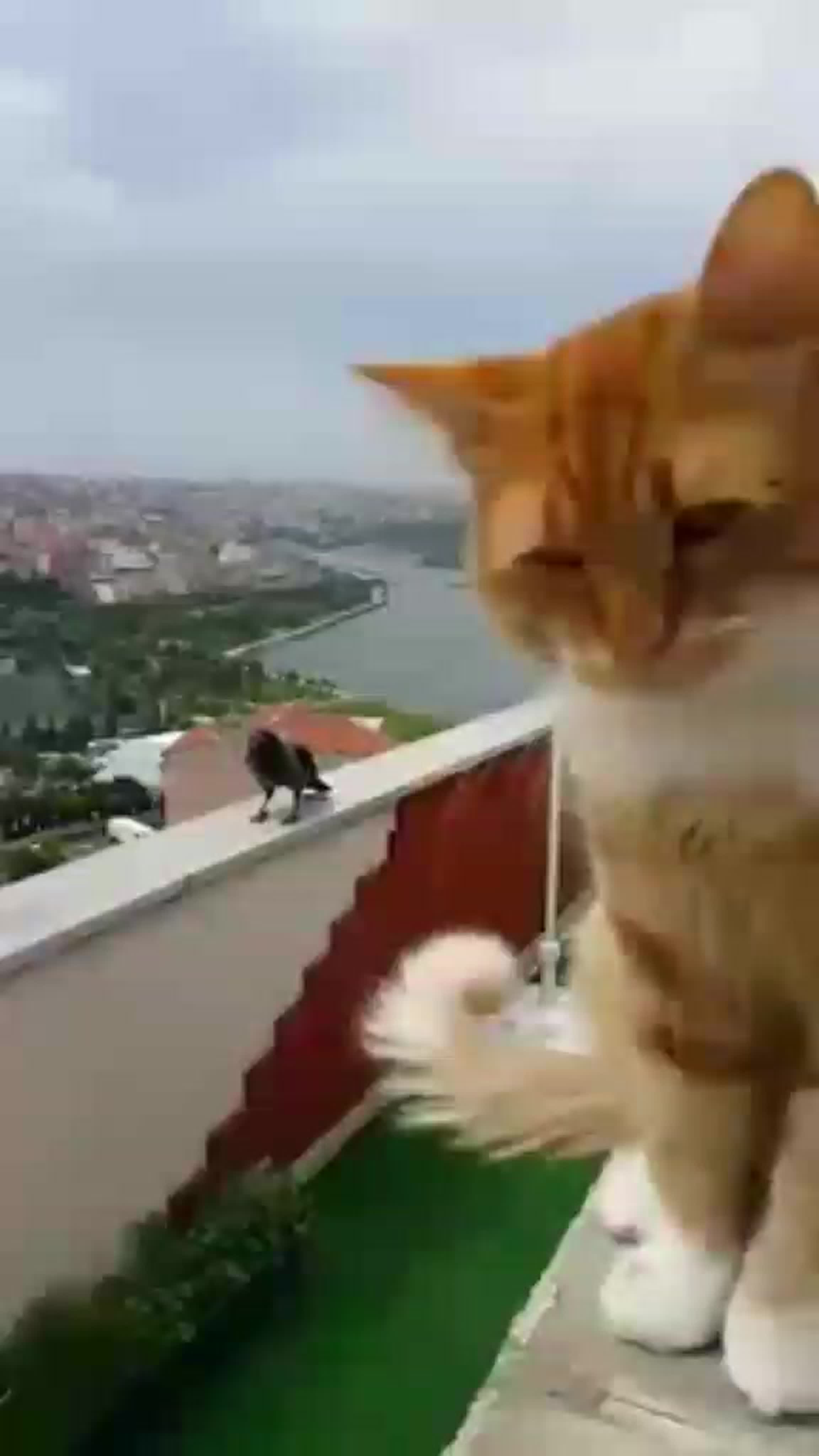 ПРИКОЛЫ ЖИВОТНЫХ