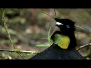 Документальные фильмы.