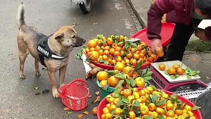 Про животных