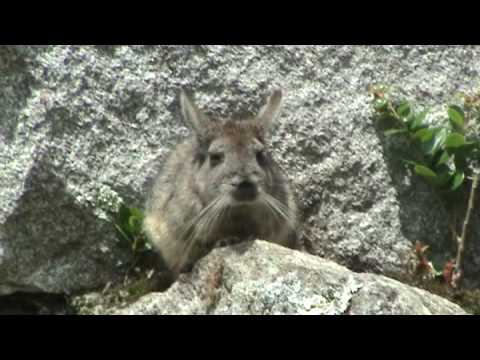 Братья наши меньшие