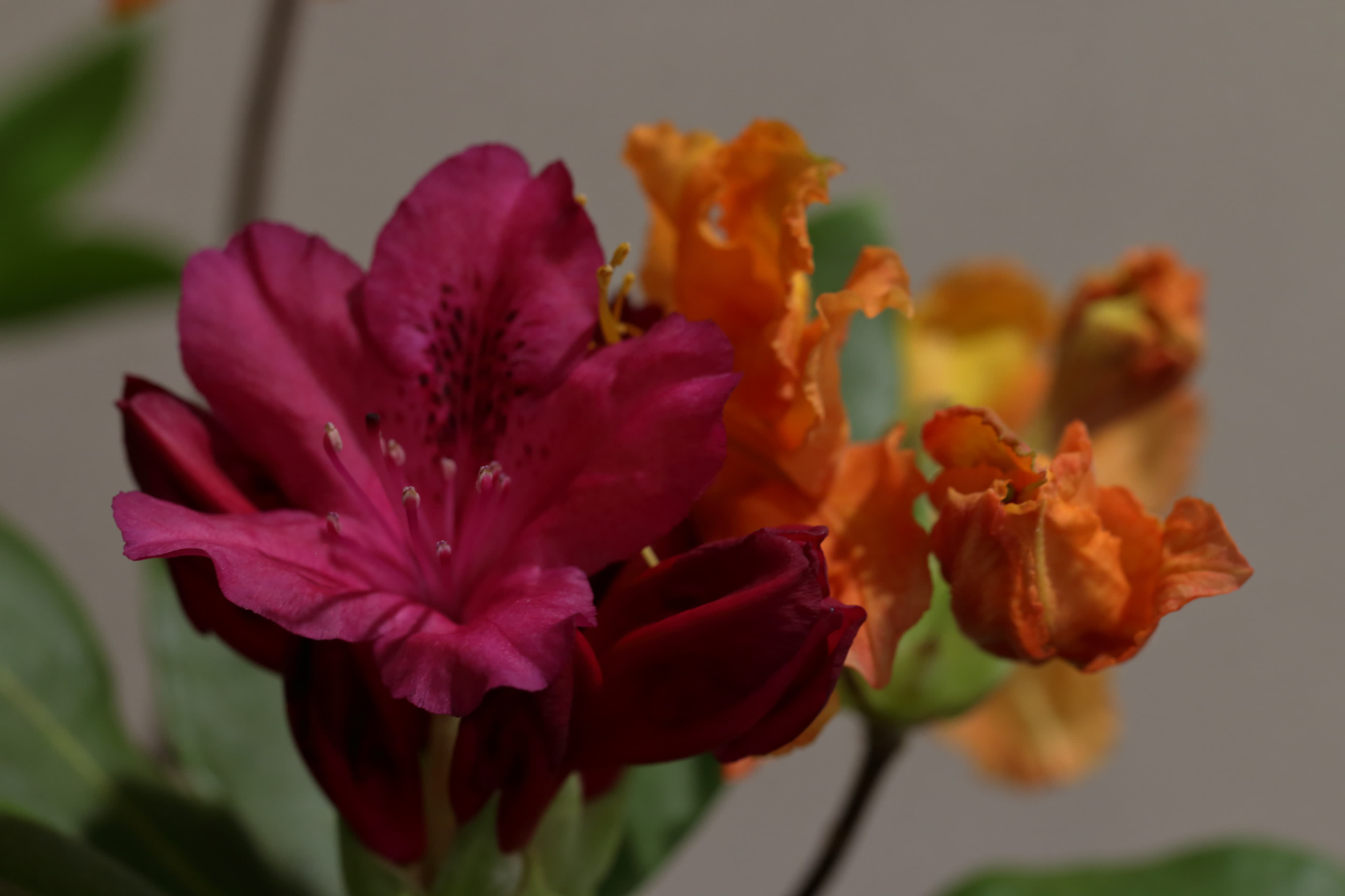 Рододендроны, кальмии