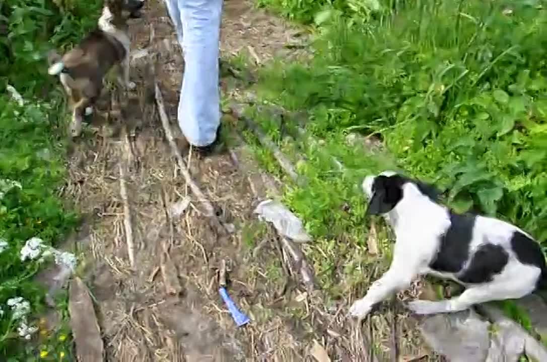 Как я к лешему ездил