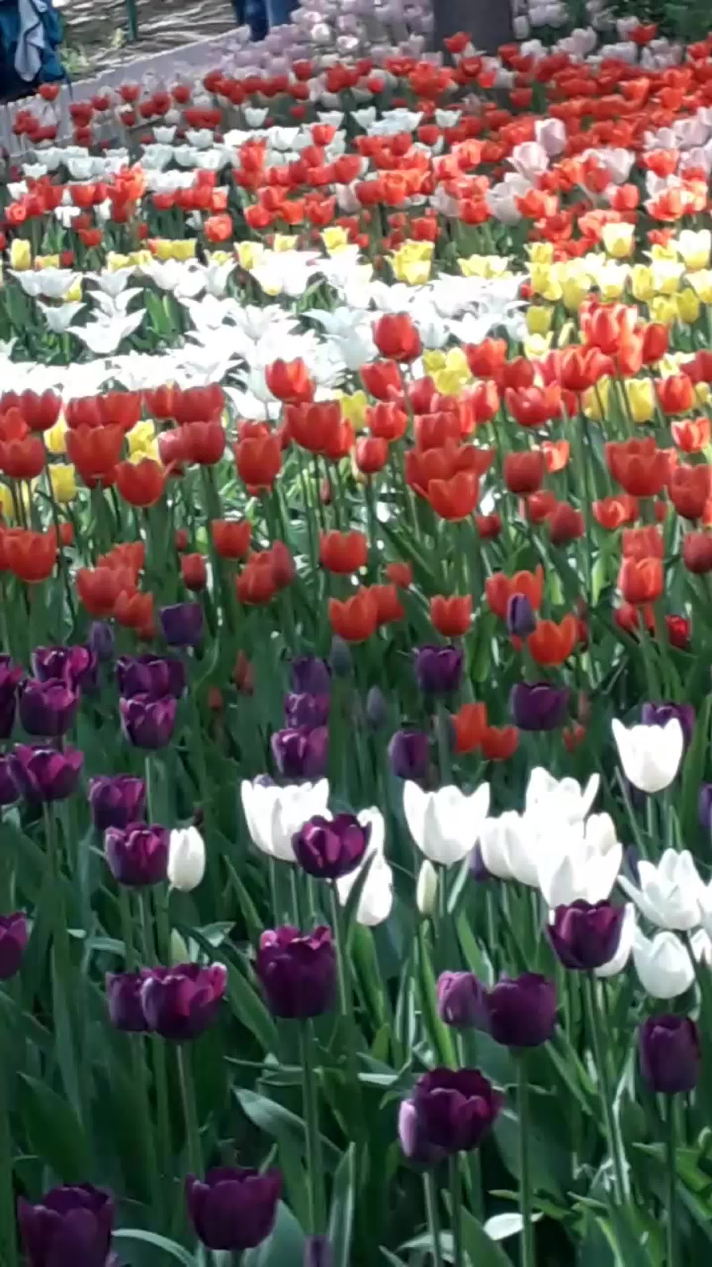 ФЕСТИВАЛЬ ТЮЛЬПАНОВ 19.05.2019