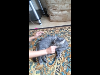 КОТ СИМОН 19.08.2016 год