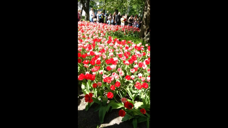 Фестиваль тюлбпанов ЦПКО 2016 год.
