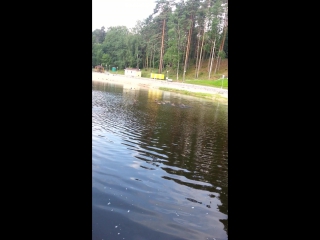 Природа ЗЕЛЁНОГО БОРА 2016 год 06.08.