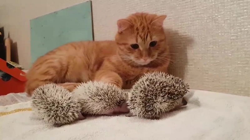 Няня сегодня злая. Шухер, ребята! Придется лечь спать!