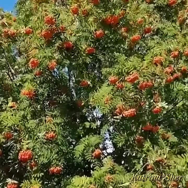 Мингол Галиев җырлары