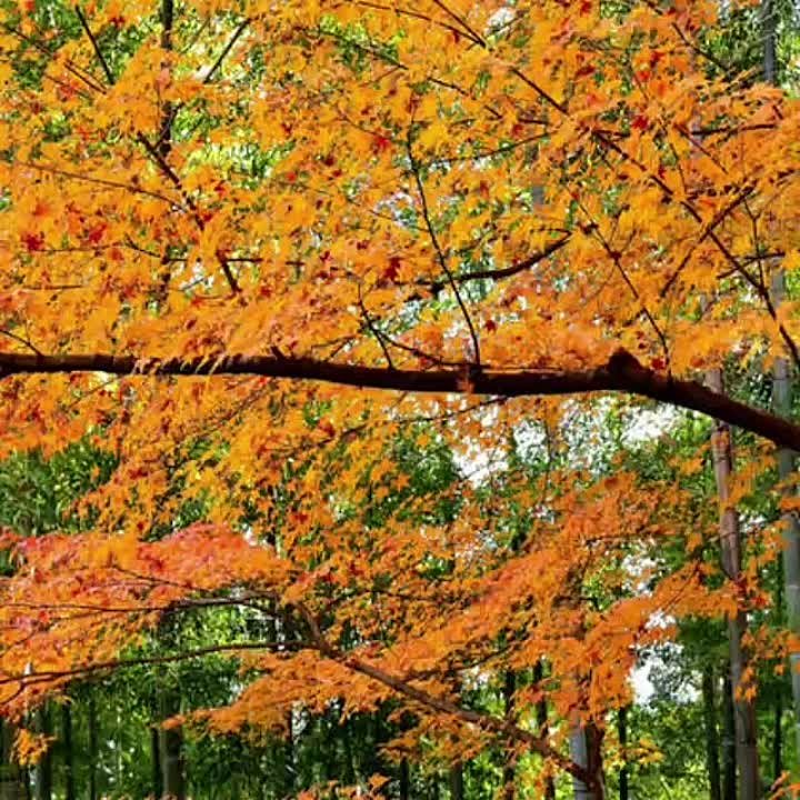 Кәүсәрия Харрасова җырлыры