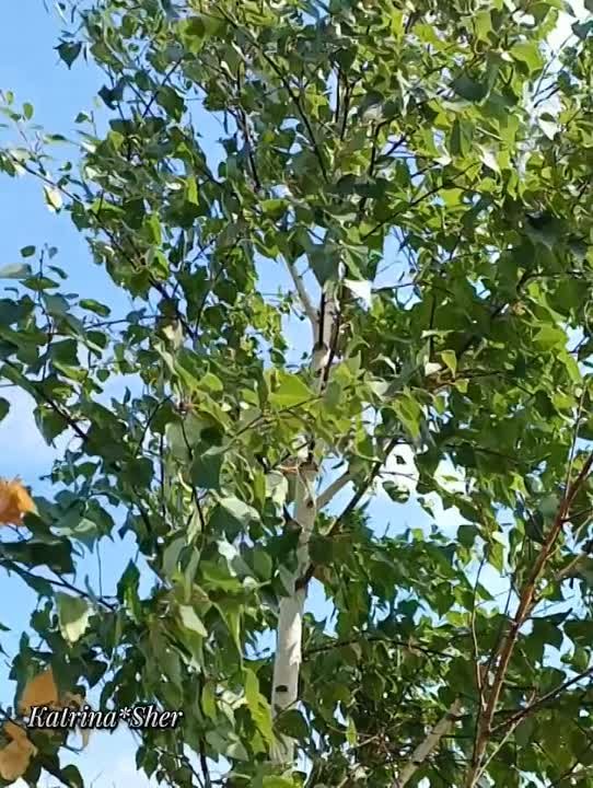 Фәридә Сәхәбиева җырлары