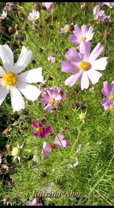 Хайдар Бигичев җырлары