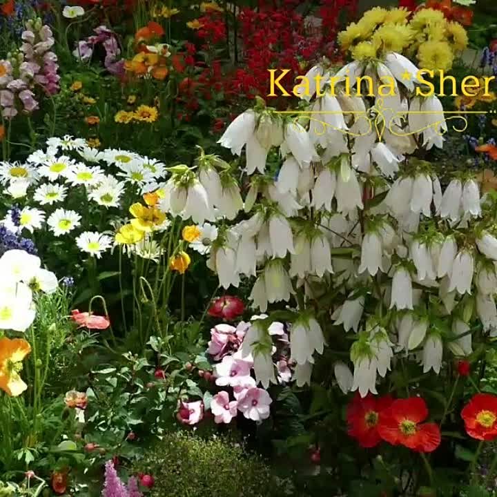 Илнур Мусин җырлары