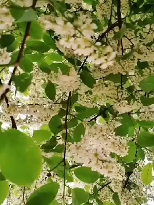 Ришат Тухватуллин җырлары