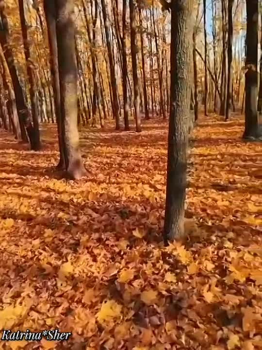 Равиль Гараев җырлары