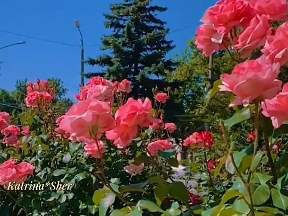 Альбина Хакимова җырлары