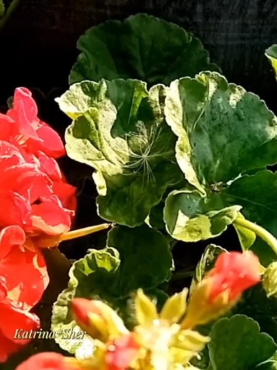 Габделфәт Сафин