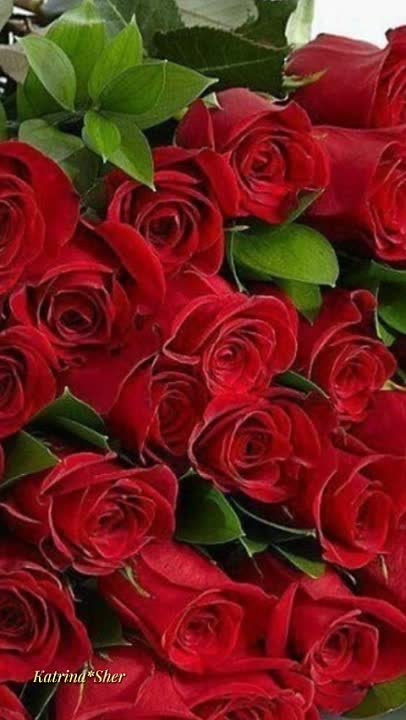 Эльмира Сулейманова