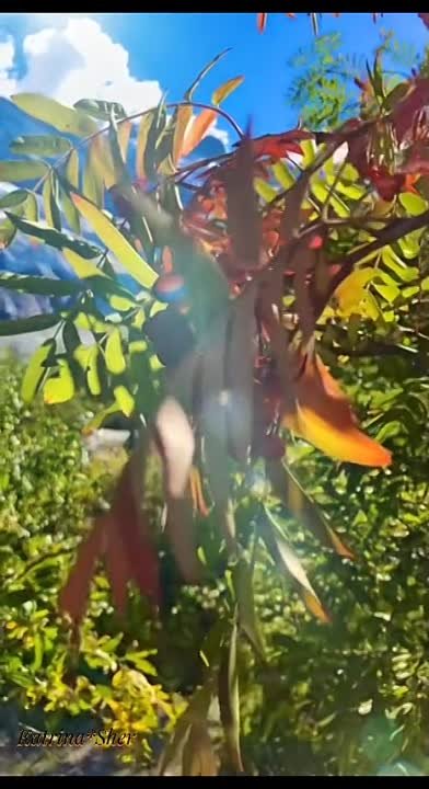 Сәрия Набиуллина